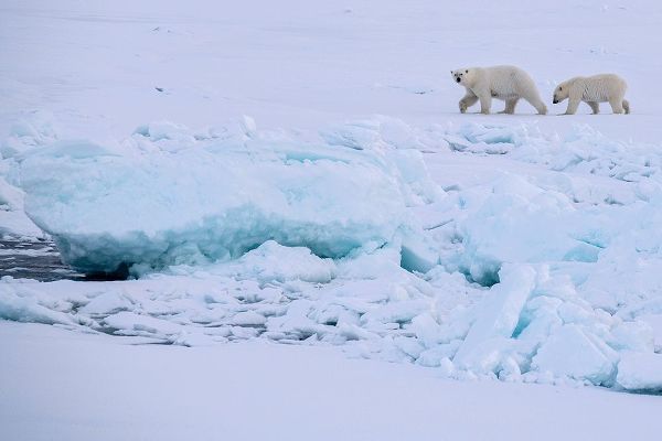 Hopkins, Cindy Miller 아티스트의 Norway-High Arctic Polar bear mother and cub on sea ice작품입니다.